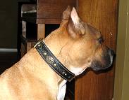 dog collar