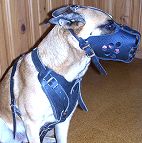 dog harness for Malinois