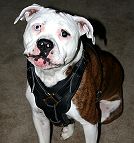 Pit bull dog harness