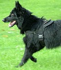 Belgian Sheepdog dog harness