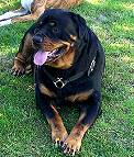 Rottweiler dog harness