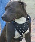 harness for pitbull