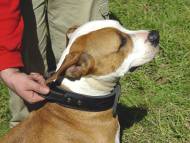 Amstaff dog collar