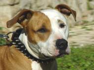 amstaff dog collar