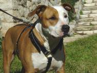 Amstaff dog harness