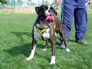 Boxer dog harness