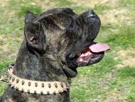 Cane Corso  dog collar