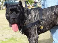 Cane Corso dog harness