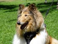 Collie dog harness