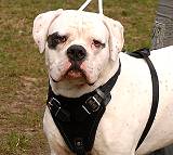 American Bulldog dog harness