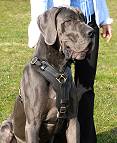 Great Dane dog harness