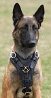 Malinois dog harness