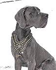 Great Dane dog harness