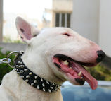 Spiked Dog Collar 