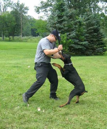 Attack Dog Bite Set for Professional Training - Bite Sleeve, Removable Cover and Bamboo Stick