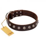 "Lucky Silver" Designer Handmade FDT Artisan Brown Leather Dog Collar