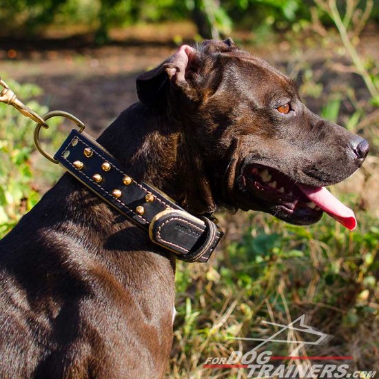 Fashionable Leather Pitbull Collar with Two Rows of Brass Spikes - Click Image to Close