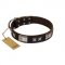 "Satin Beauts" FDT Artisan Brown Leather Dog Collar with Stars and Plates