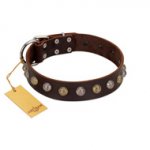 "Gape Buster" FDT Artisan Brown Leather Dog Collar with One Row of Studs