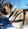 Exclusive Tracking/Pulling/Training Leather Dog Harness