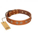 "Precious Relic" FDT Artisan Tan Leather Dog Collar Adorned with Old Bronze Look Studs