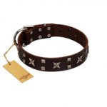 "Bigwig Woof" FDT Artisan Brown Leather Dog Collar with Chrome Plated Stars and Square Studs