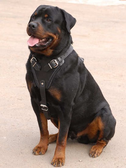 Padded Dog Chest Harness for Attack Training and Walking - Click Image to Close