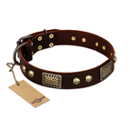 ‘Magic Amulet’ FDT Artisan Brown Leather Dog Collar with Skulls and Plates