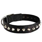 Fashionable Nylon Dog Collar