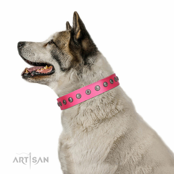 Decorated leather Akita Inu collar for comfortable
walking