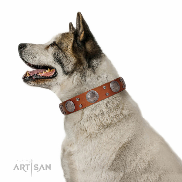 Extraordinary walking tan leather Akita Inu collar with
chic decorations