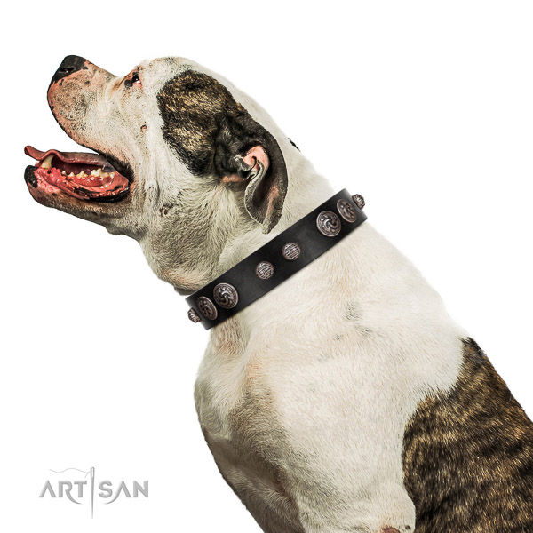 Incredible quality leather American Bulldog collar for
better handling