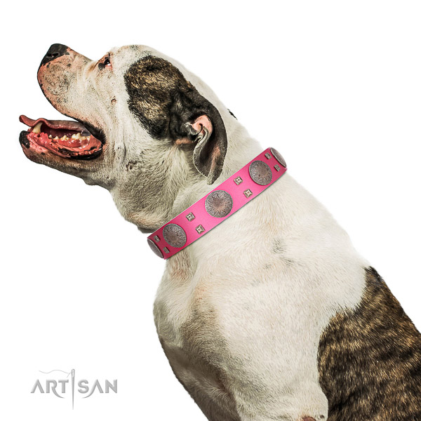 Walking leather American Bulldog
collar