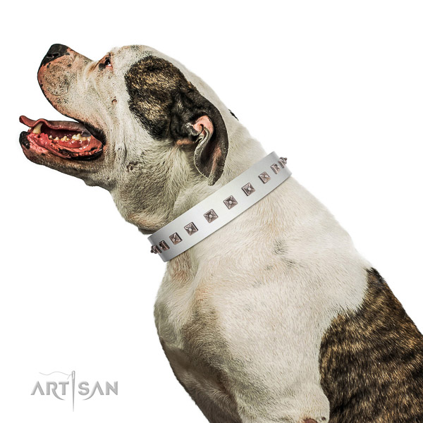 Extraordinary walking white leather American Bulldog
collar with chic decorations