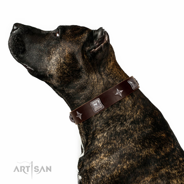 Extraordinary walking brown leather Amstaff collar with
chic decorations