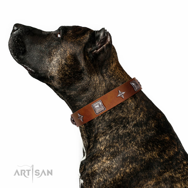 Extraordinary walking tan leather Amstaff collar with
chic decorations