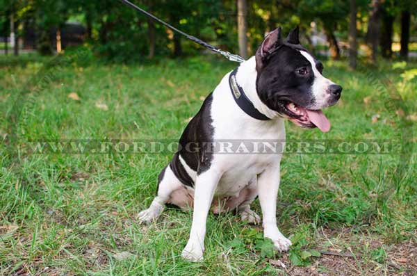 Leather Amstaff Collar with Steel Name Plate