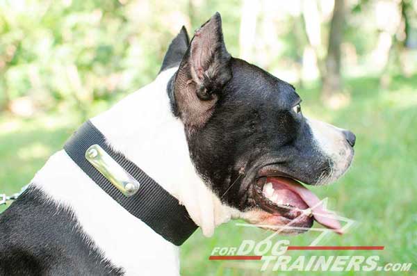 Durable Amstaff Collar Nylon for Identification