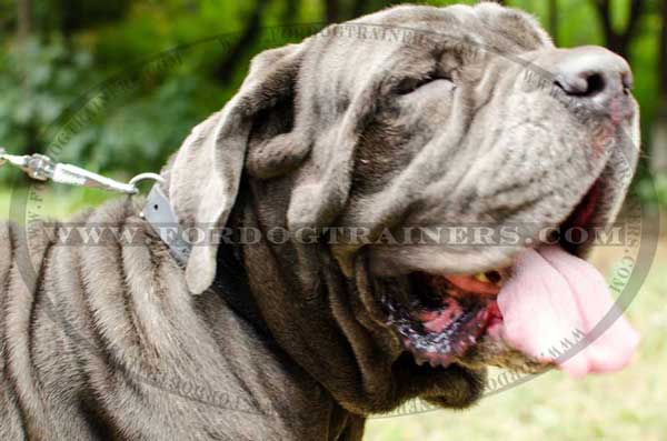 Mastino Napoletano Collar for attack Training