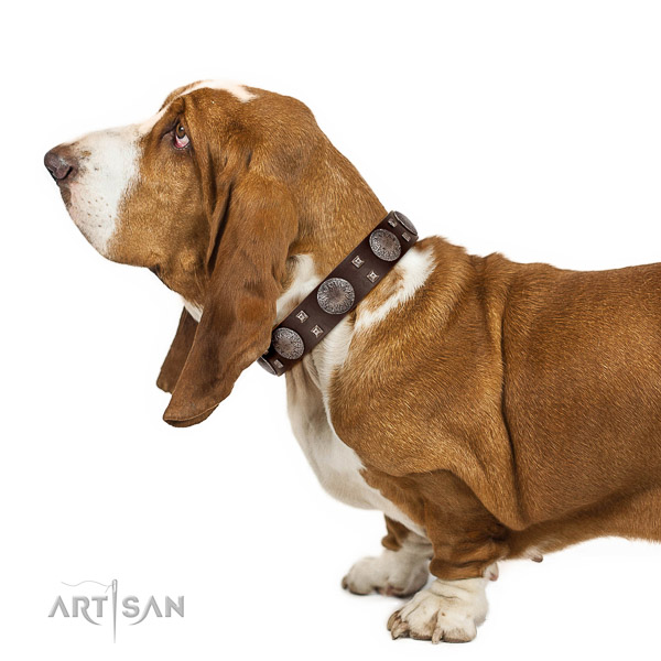 Brown walking leather Basset Hound
collar