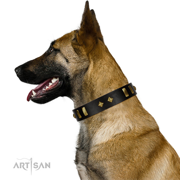 Stylish design Belgian Malinois leather collar for 
walking