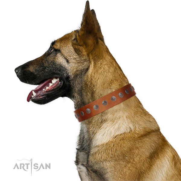 Walking top-notch quality walking leather Belgian
Malinois
collar