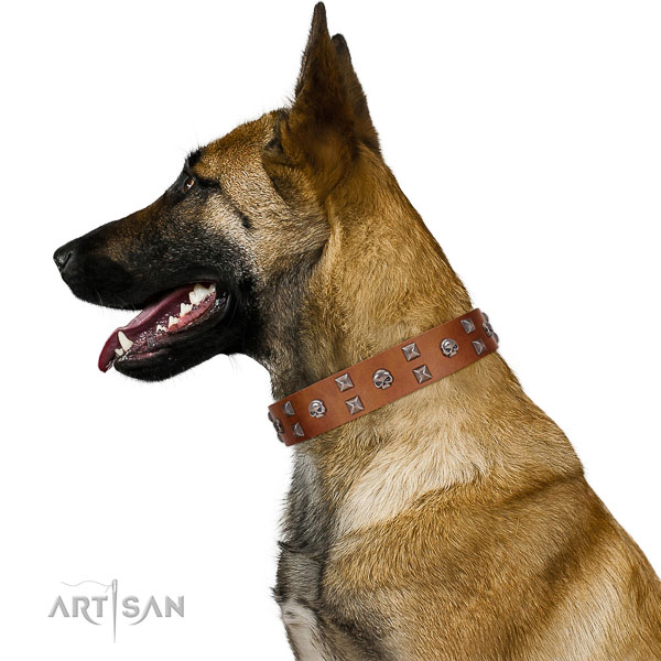 Extraordinary walking tan leather Belgian Malinois collar
with
chic decorations