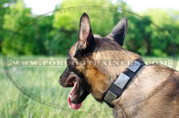 Belgian Malinois Nylon Collar Water-resistant