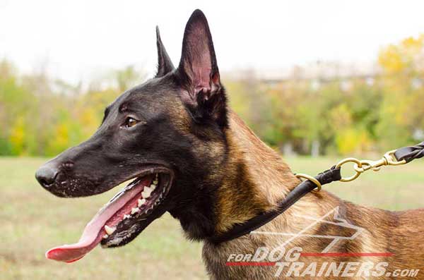 Leather Choke Belgian Malinois Collar for Obedience
Training