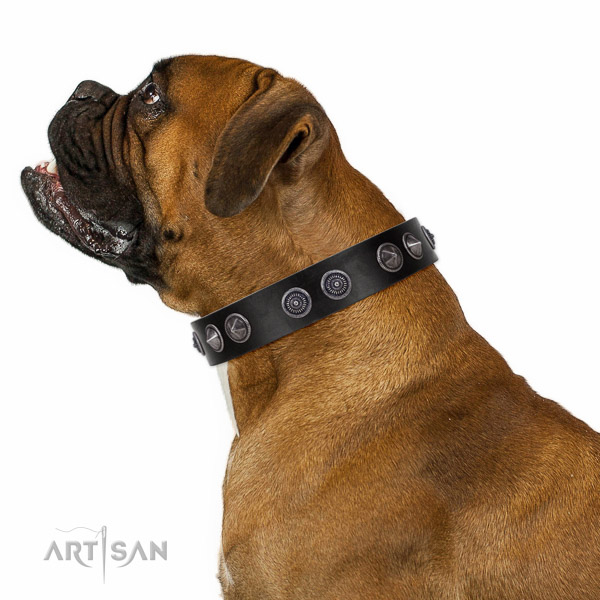 Extraordinary walking black leather Boxer collar with
chic decorations