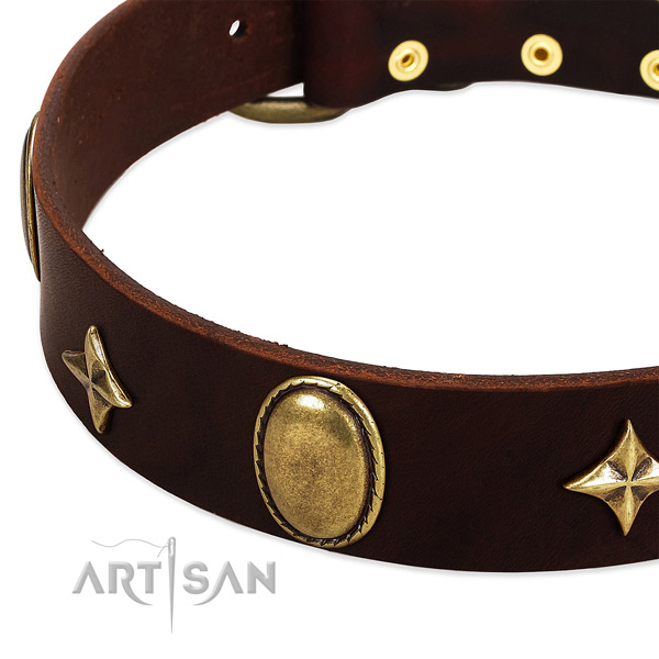 Stars and oval plates on designer brown leather dog
collar