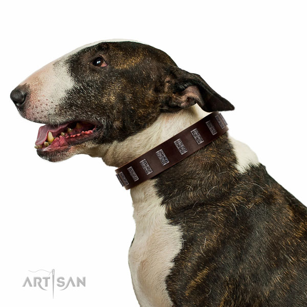 Extraordinary walking brown leather Bull Terrier collar
with
chic decorations