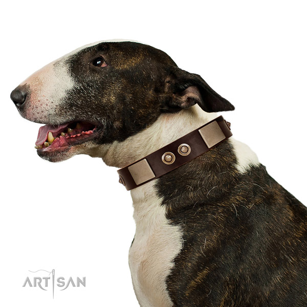 Adjustable leather Bull Terrier collar for daily walking