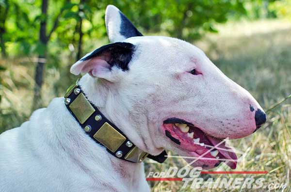 Adjustable Leather Bull Terrier Collar